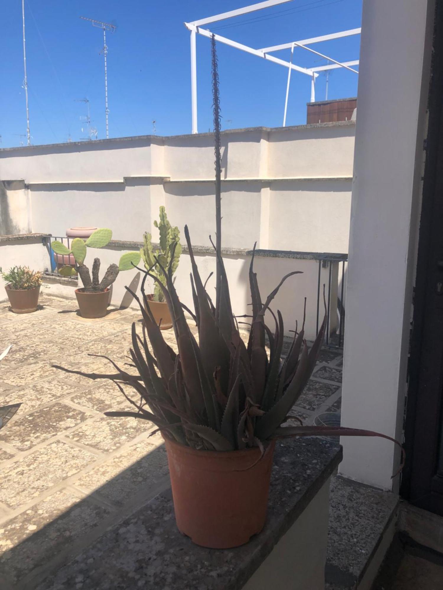 Apartments Bedlecce Zewnętrze zdjęcie